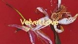 Обложка клипа Velvet Love