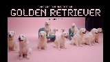Обложка клипа golden retriever
